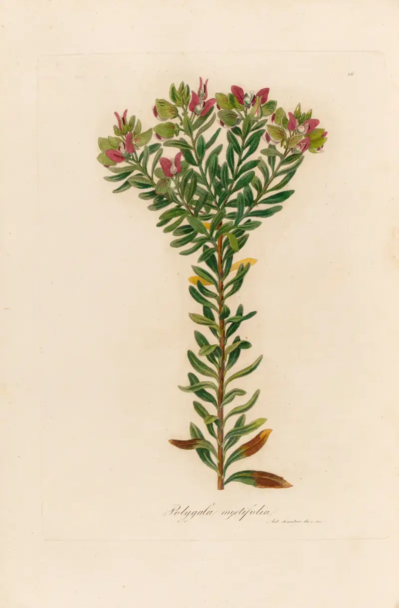 Polygala myrtifolia av Gaetano Savi