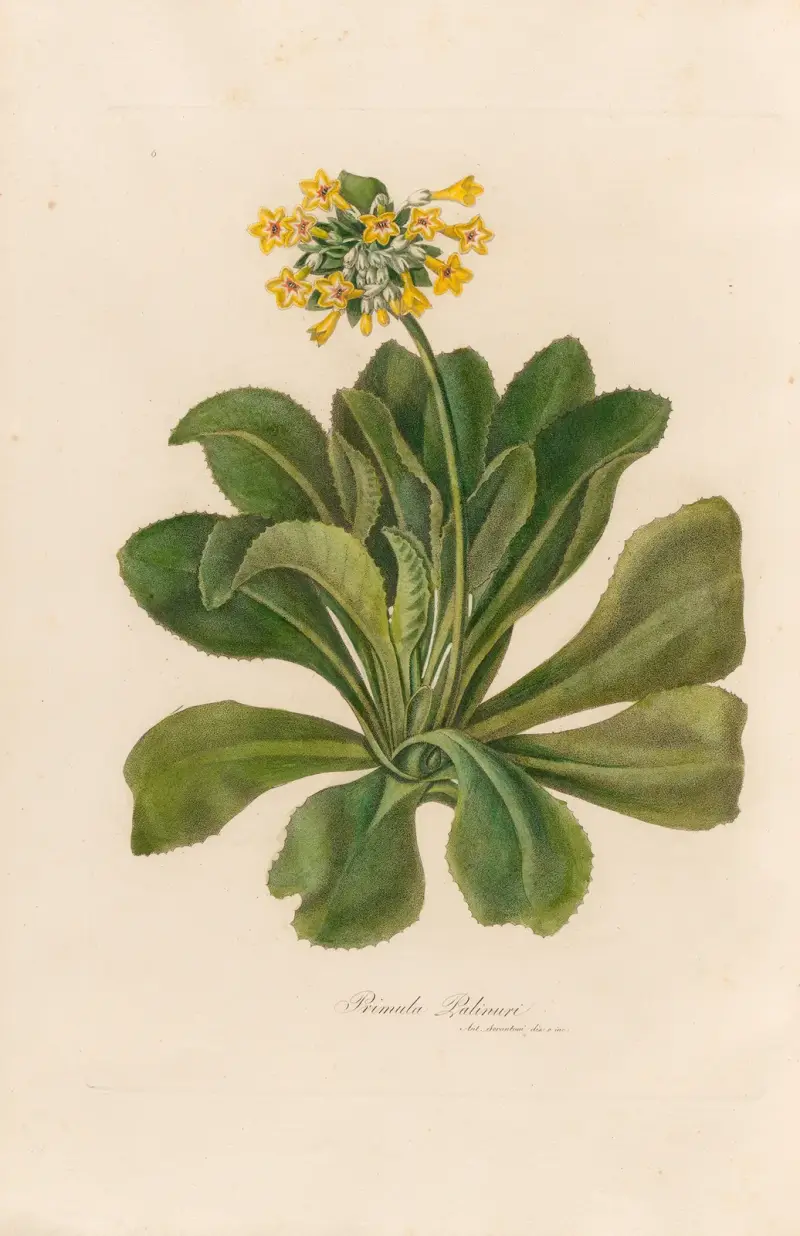Primula Palinuri av Gaetano Savi