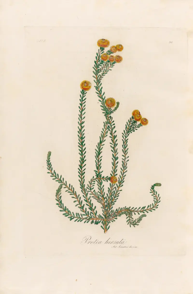 Protea hirsuta von Gaetano Savi
