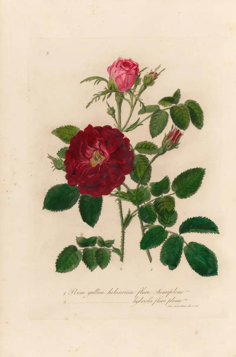 Rosa gallica von Gaetano Savi