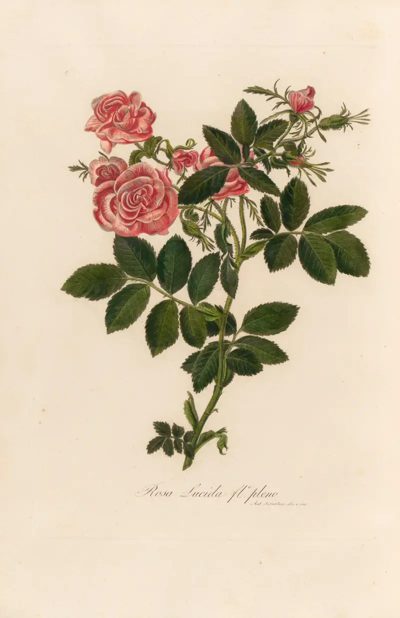 Rosa Lucida fle. pleno av Gaetano Savi