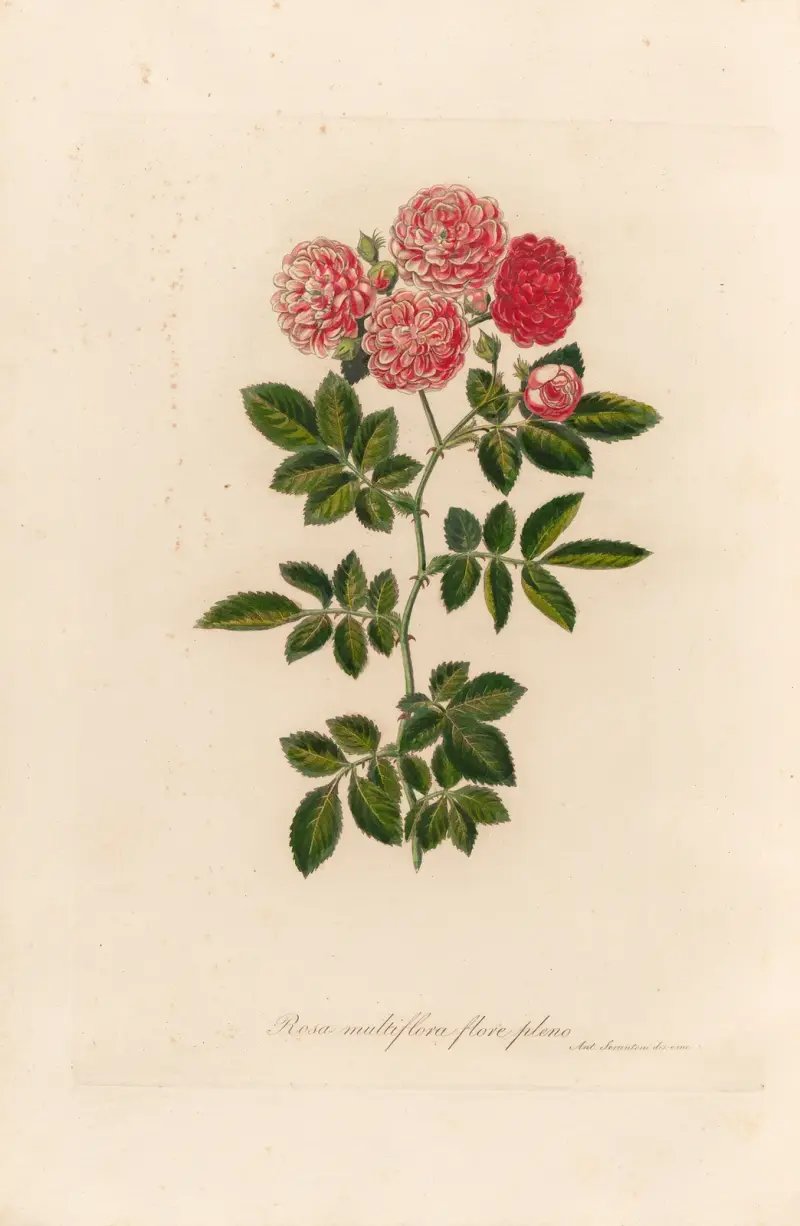 Rosa multiflora flore pleno av Gaetano Savi