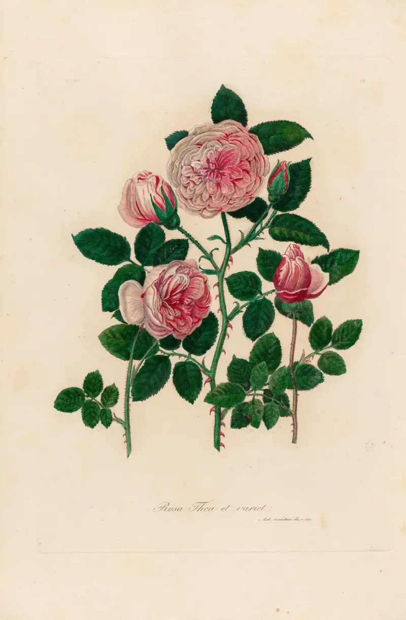 Rosa Thea et variet av Gaetano Savi