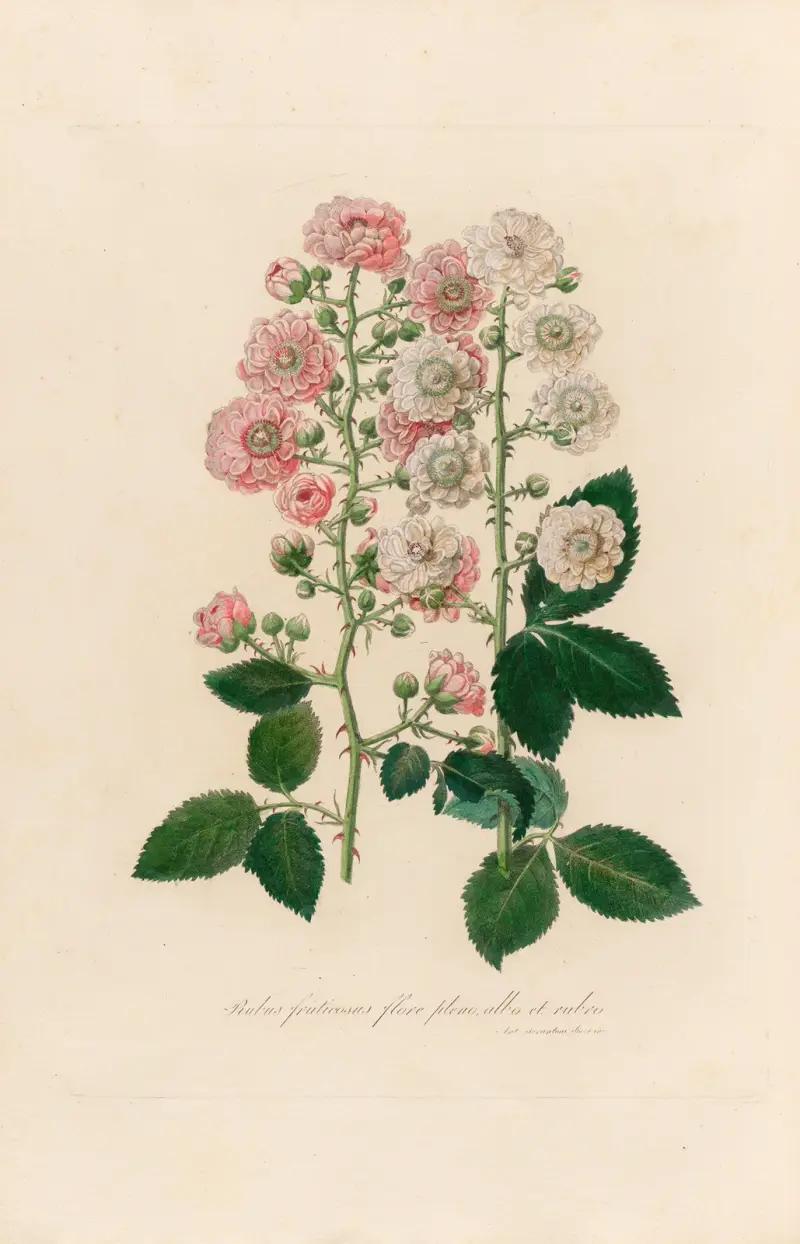 Rubus fruticosus flore pleno, albo et rubro av Gaetano Savi