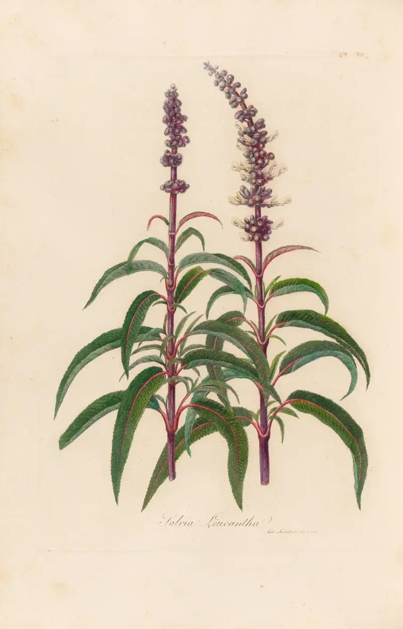 Salvia Leucantha av Gaetano Savi