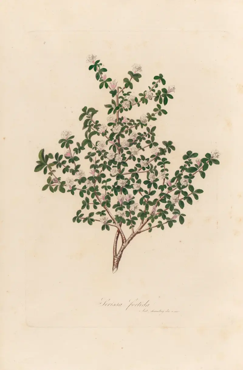 Serissa foetida av Gaetano Savi