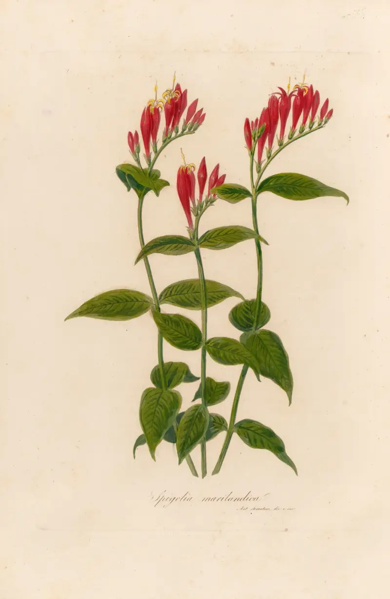 Spigelia marilandica av Gaetano Savi