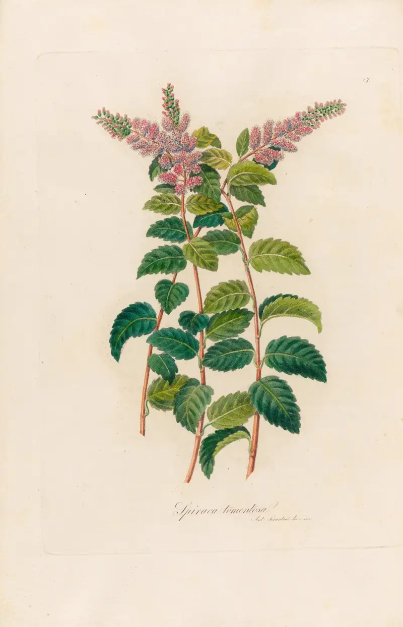 Spiraca tomentosa av Gaetano Savi