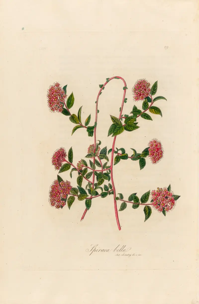 Spiraea bella av Gaetano Savi