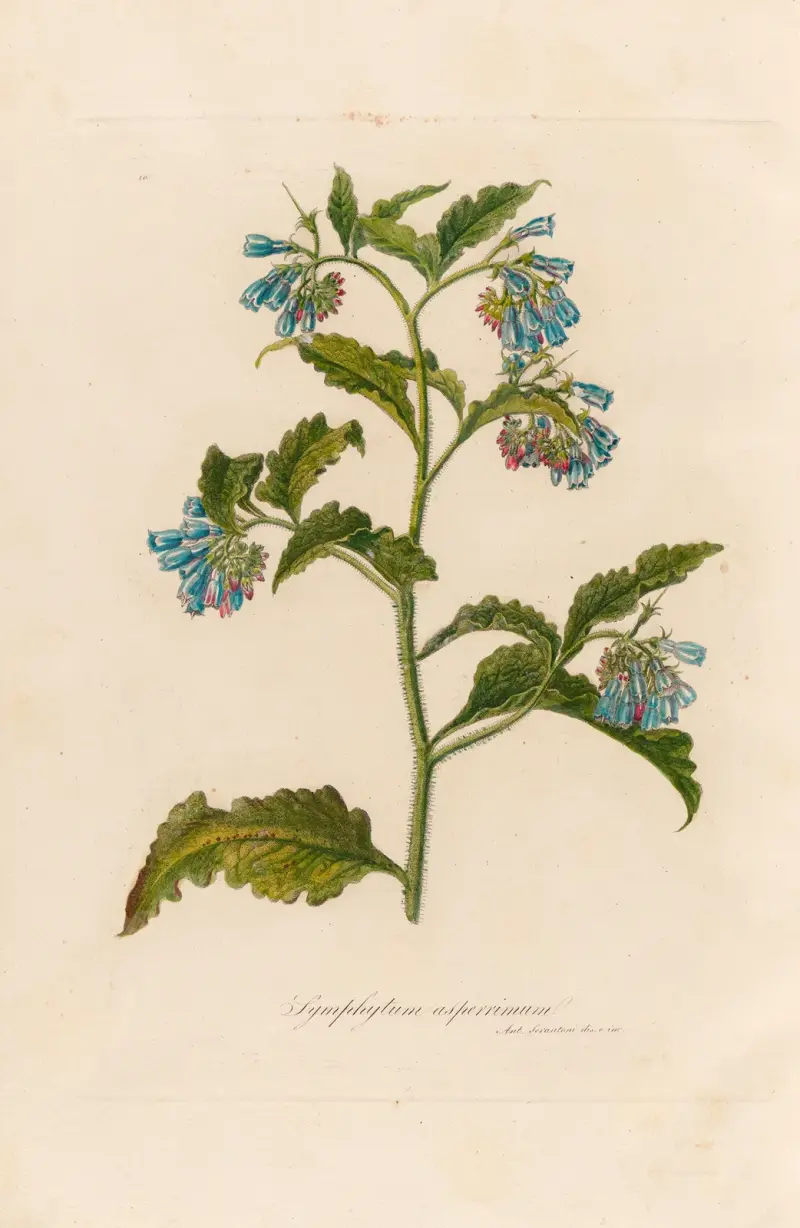 Symphytum asperrimum av Gaetano Savi