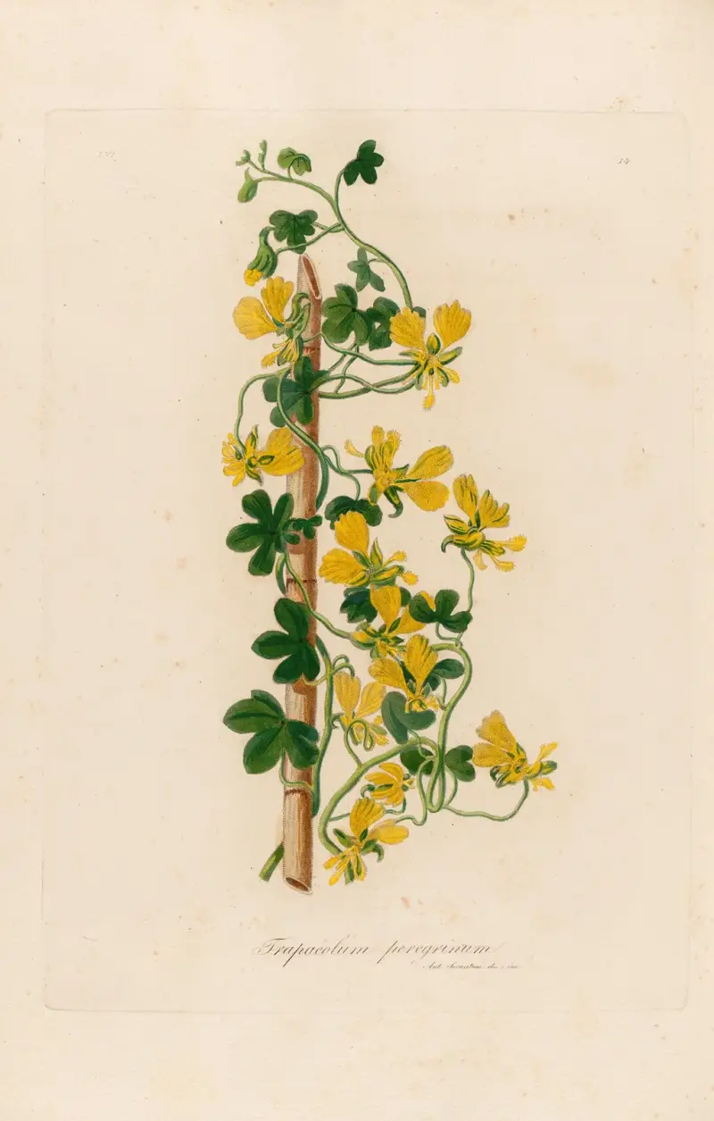 Trapaeolum peregrinum av Gaetano Savi