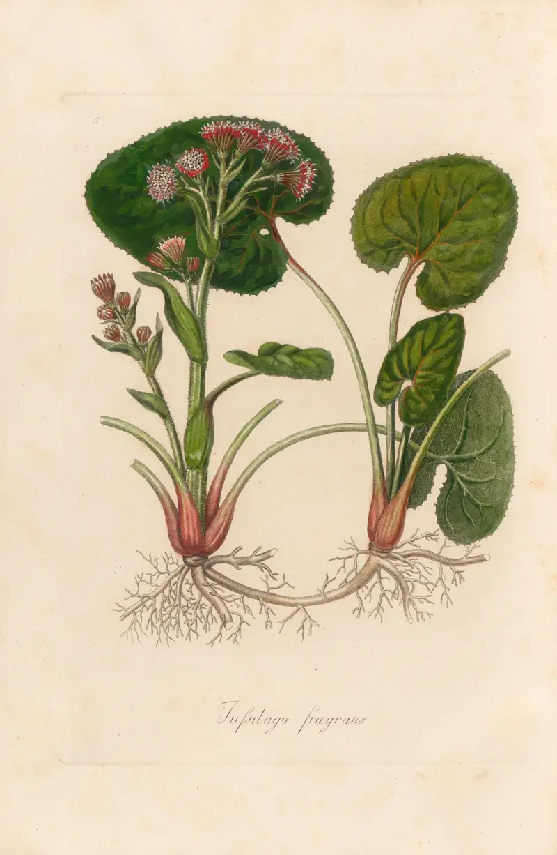 Tussilago fragrans av Gaetano Savi