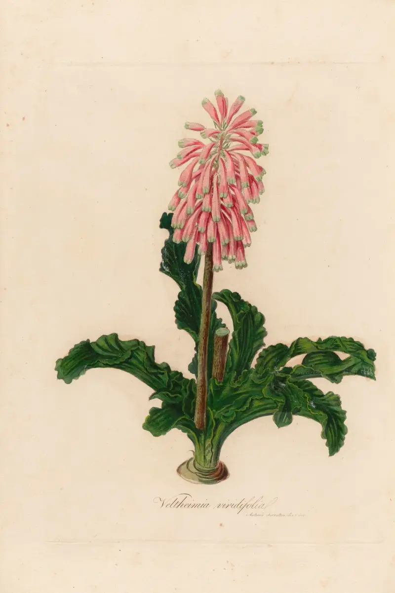 Veltheimia viridifolia av Gaetano Savi