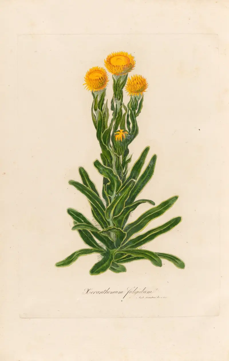 Xeranthemum fulgidum av Gaetano Savi