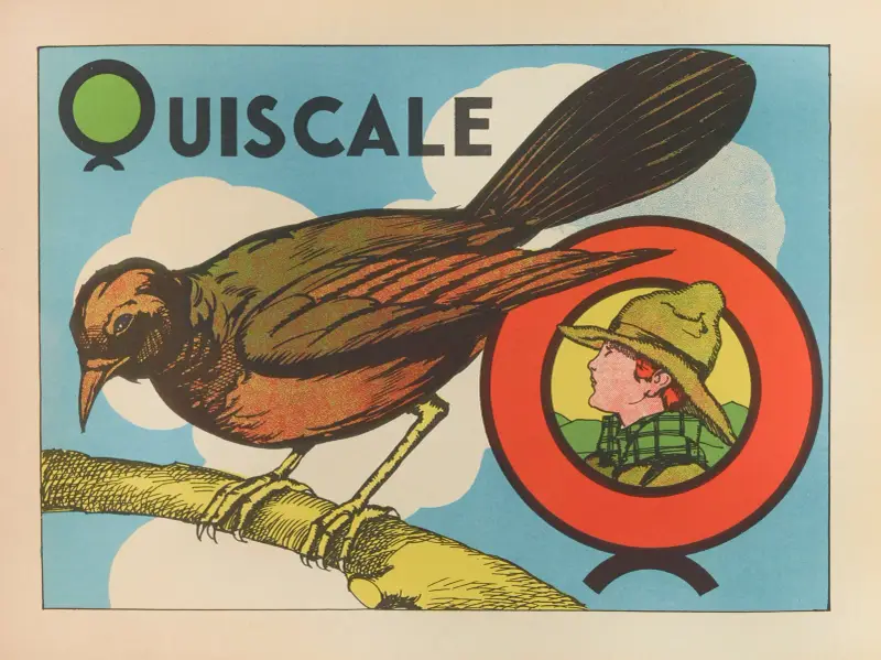 Quiscale av Gaston Marechaux