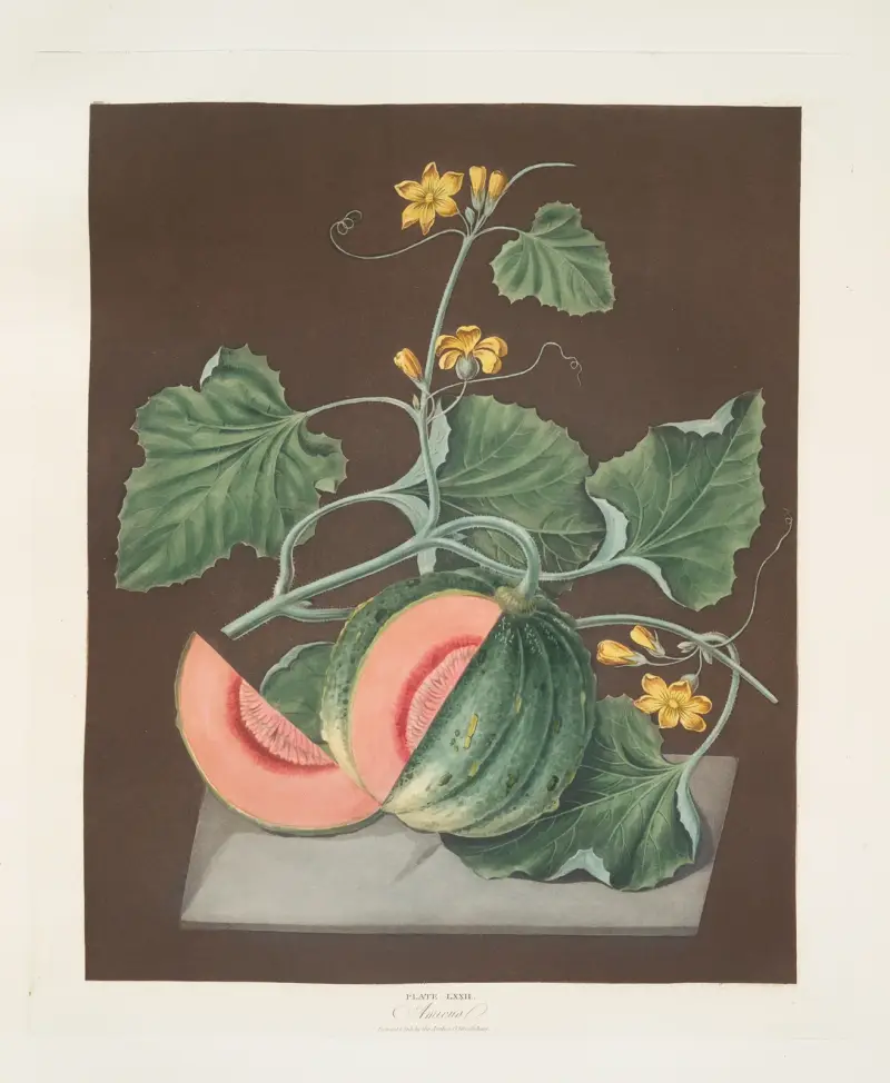 Amicua melon. av George Brookshaw