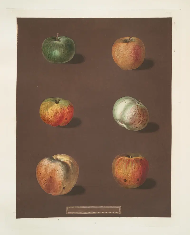 Äpfel (Sorten Rhenet Gray, Padly's Pippin, Bigg's Nonsuch, July flower, Kirk's scarlet admirable und Ribstone Pippin), 1812 – Nr. 2 von George Brookshaw