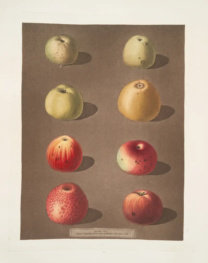 Äpplen (Robertson's, Blanchard's, Rasberry, Lemon, Aromatic, Fern's, Embroidered och the Spitsburgh Pippins) av George Brookshaw