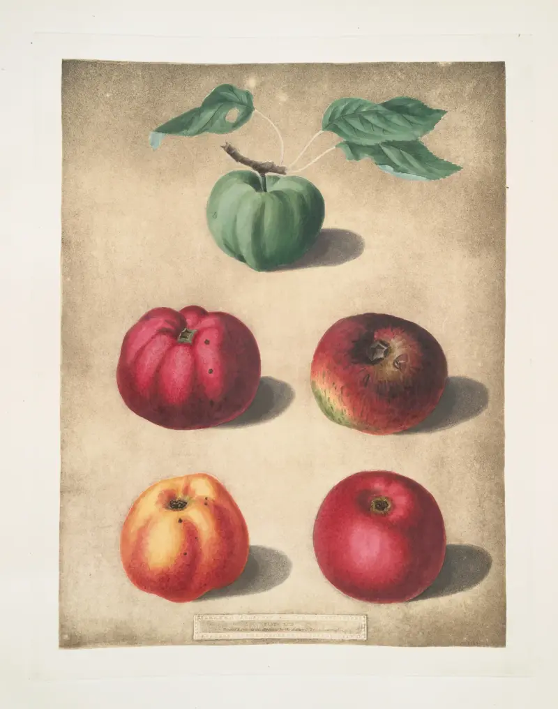 Äpplen (White Colville, Red Colville, Norfolk Beefin, Norfolk paradise, Norfolk storing varities) av George Brookshaw