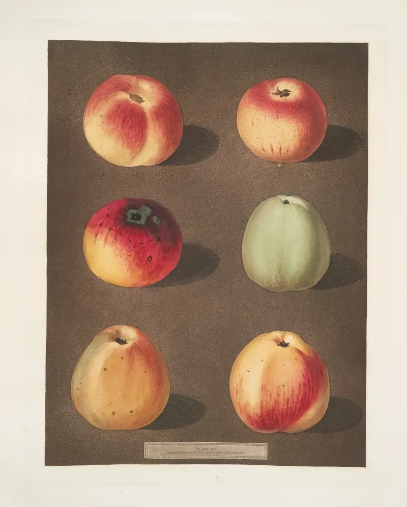 Äpplen (randig Holland Pippin, Marygold, Sullenworth Rennet, Saint Germain, Watkin’s large dumpling och Beauty of Kent, eller Flower of Kent-sorter) av George Brookshaw