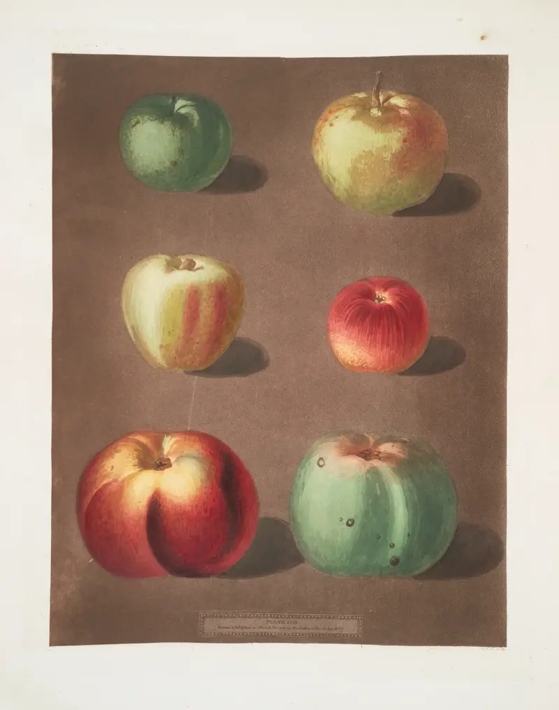 Äpplen (fransk krabbe, Mincham's krabbe, Cockagee, Red streak, Holland berry och New Town pippin) av George Brookshaw