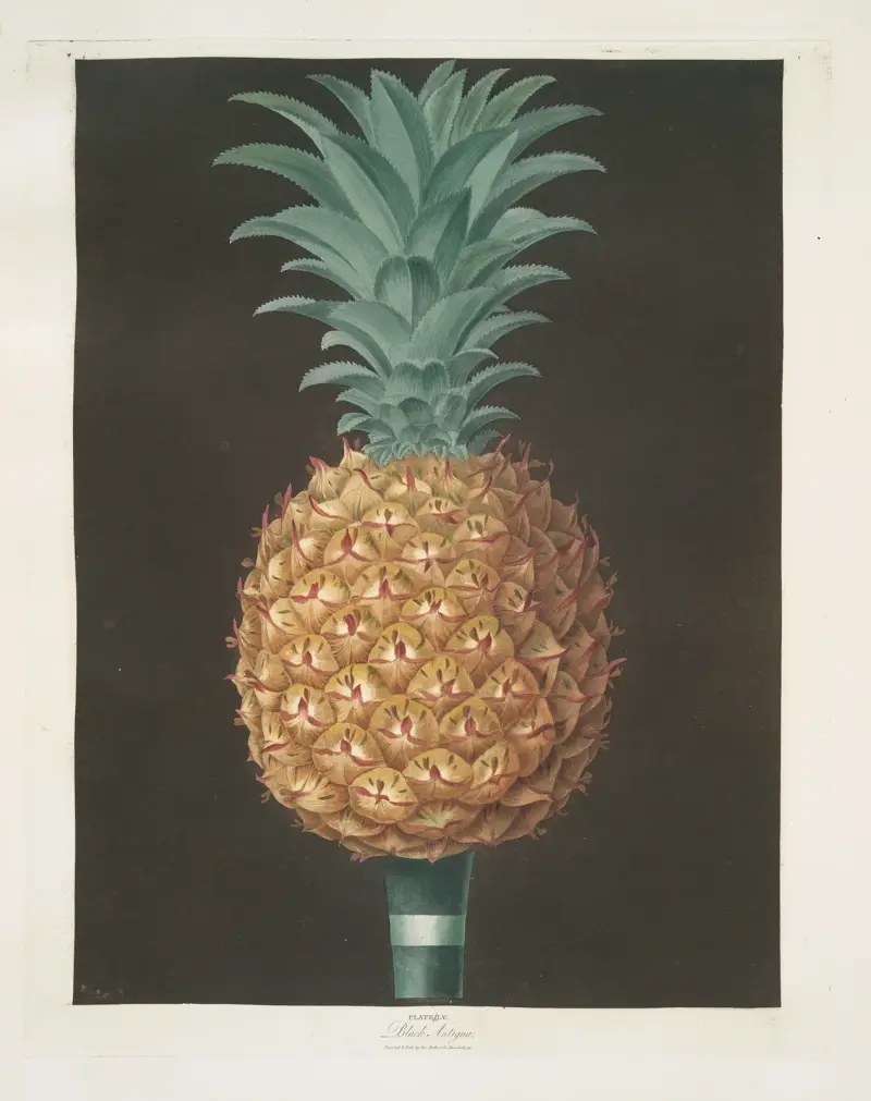 Black Antigua (jagged leaf) pine. von George Brookshaw