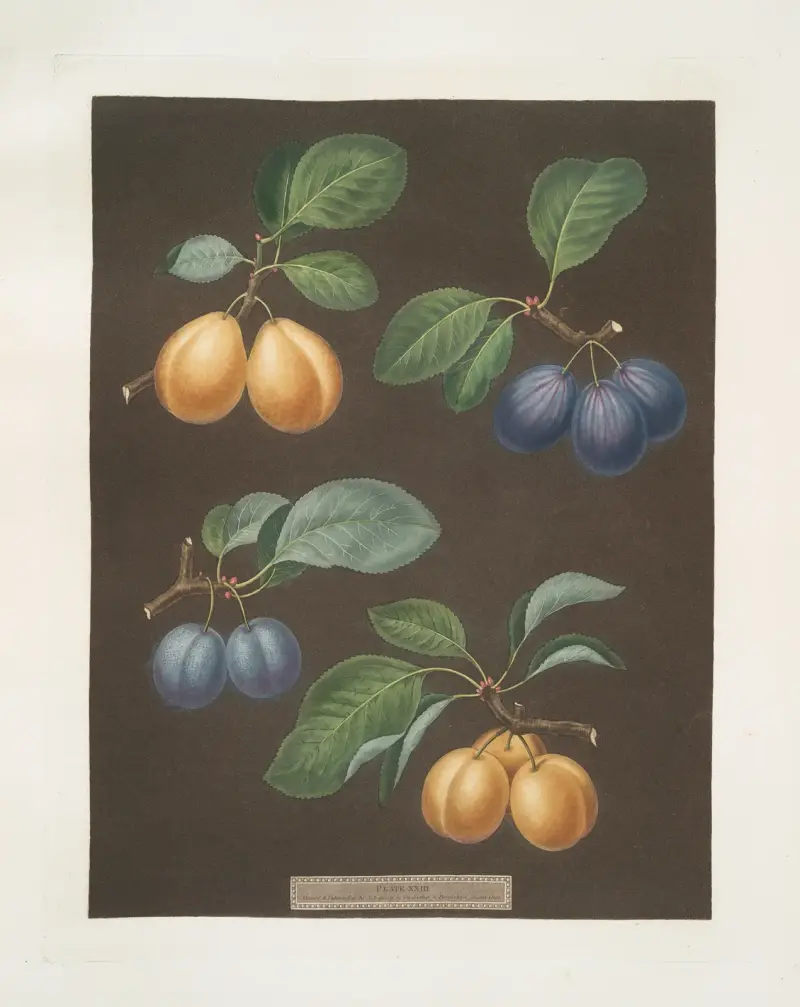 Black, Breda, Brussels and Moor park apricots. av George Brookshaw