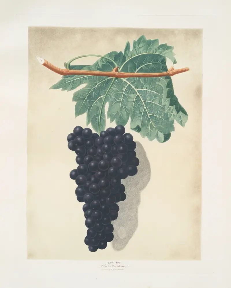 Black frontianiac (grape). av George Brookshaw