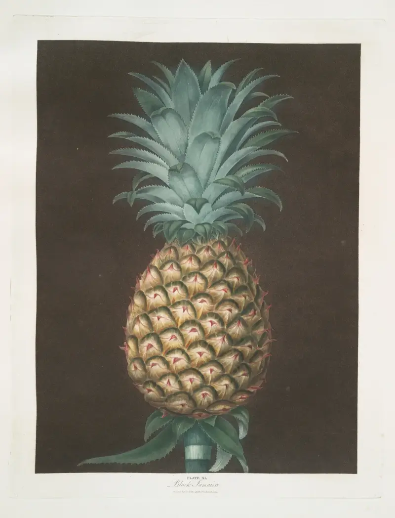 Black Jamaica (Ananas) von George Brookshaw
