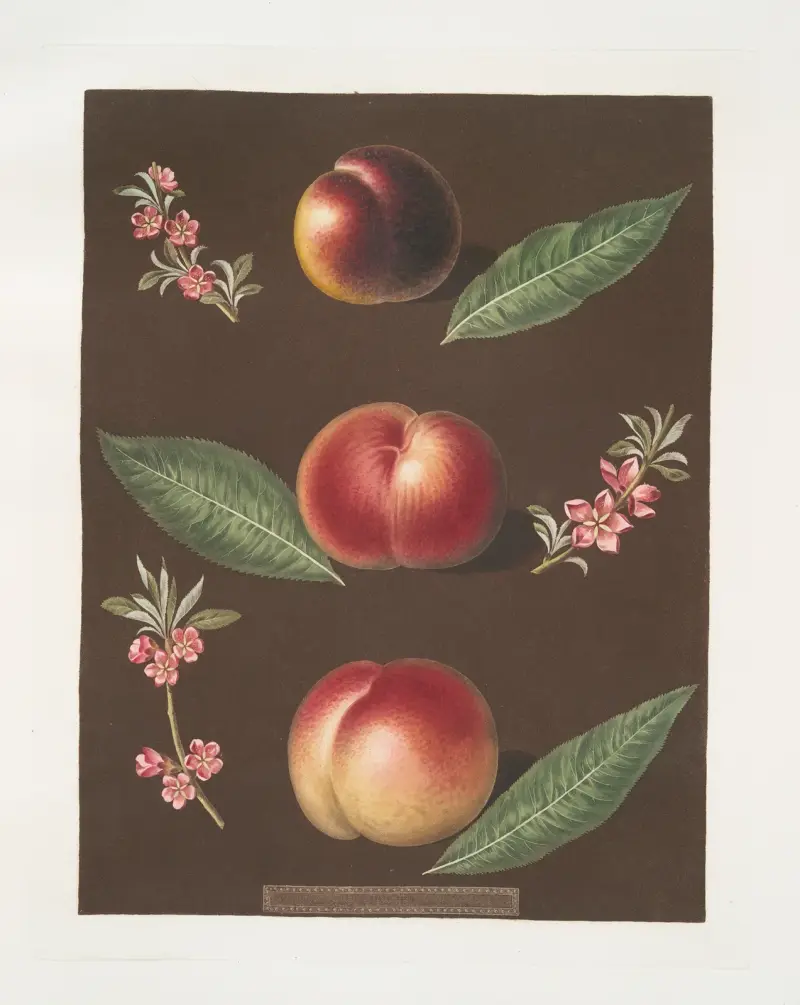 Black peach of Montreal, Cambra and the Moushien’s Pacey of Pomperi peaches. av George Brookshaw