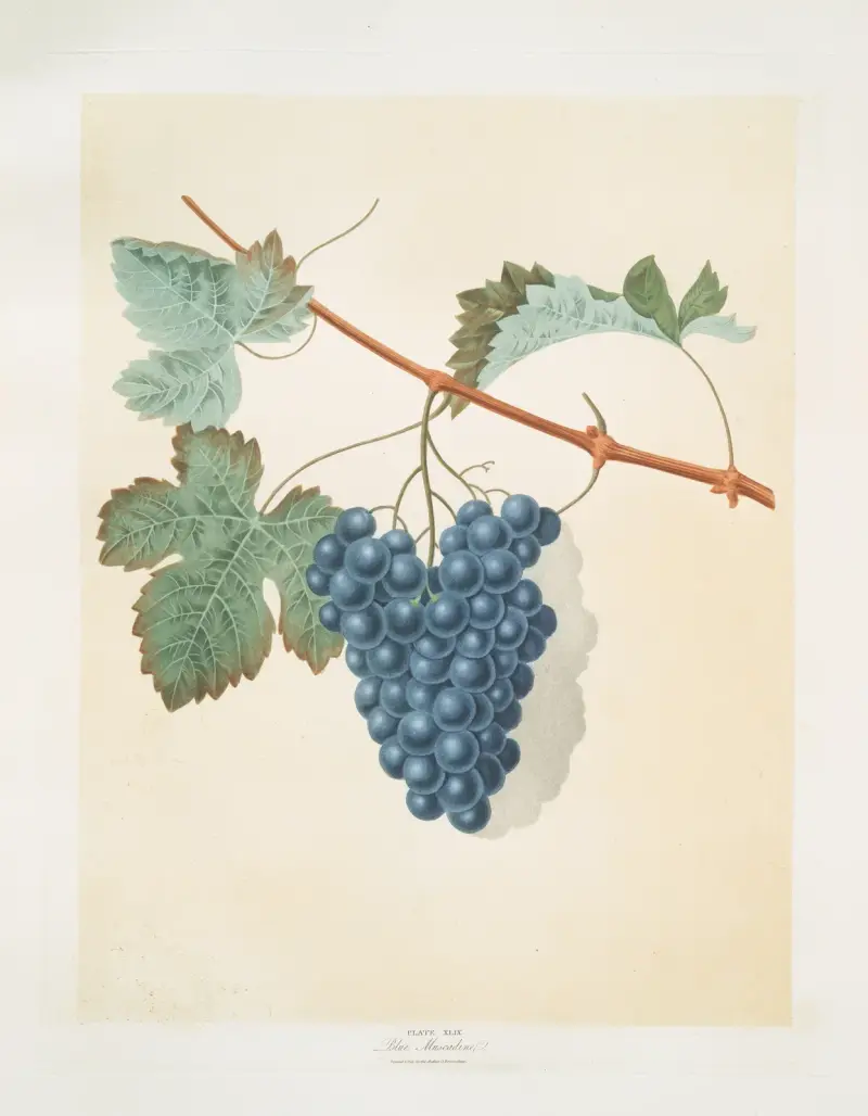 Blå muscadine (vindruvor) av George Brookshaw