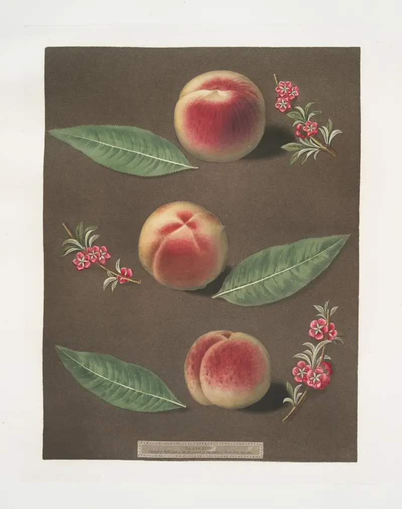 Bourdine, Nivette, or Bell de Vitry and the Late admirable peaches. av George Brookshaw