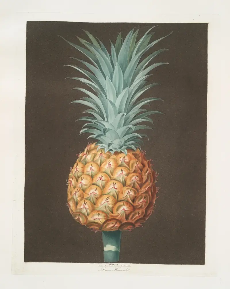 Brown Havannah pine av George Brookshaw