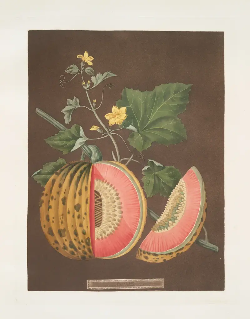 Cantaloupemeloner av George Brookshaw