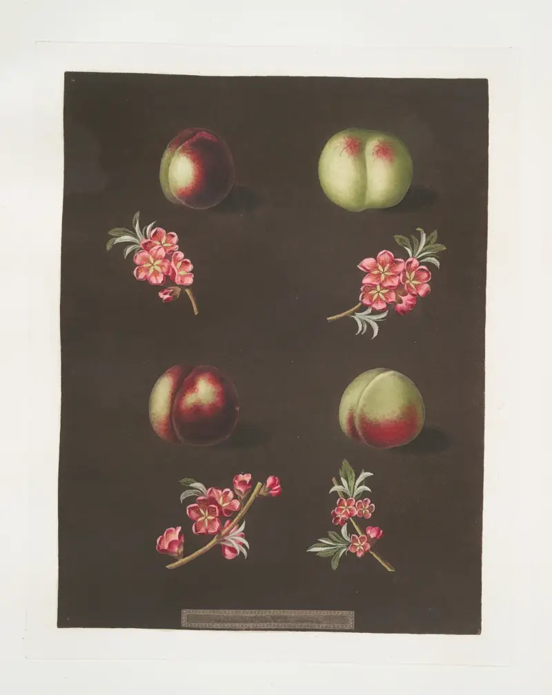 Claremont, Homerton’s white, Ford’s black and the Genoa nectarines. av George Brookshaw