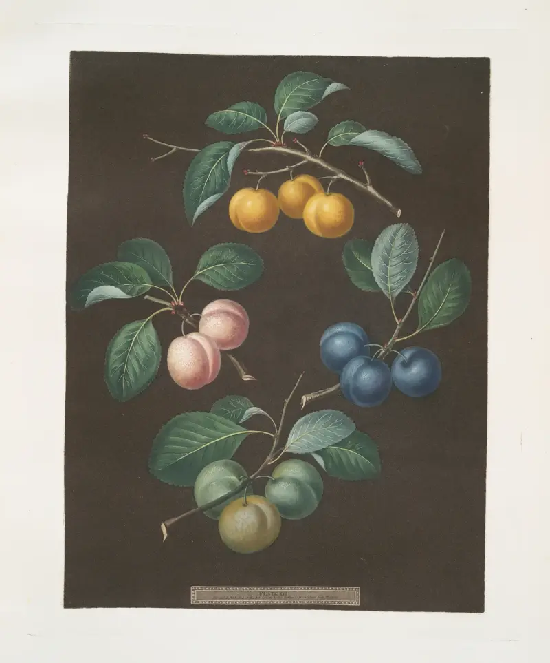 Drap d’Or, or Cloth of Gold, White gage, Blue gage and Green gage plums von George Brookshaw