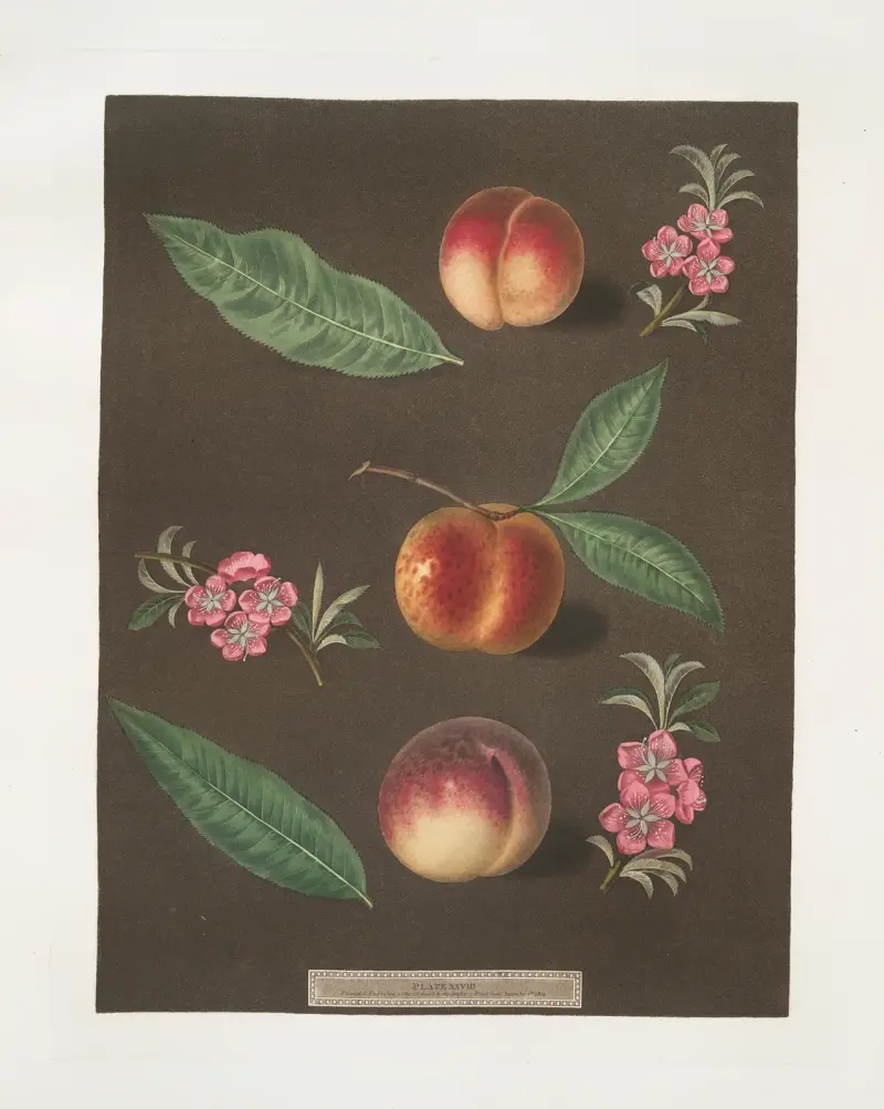 Early Barrington, Buckingham Minion and the Barrington peaches. av George Brookshaw
