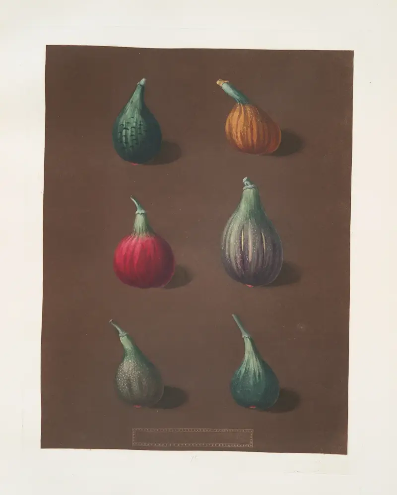 Fikon (Green Ischia, Red Turkey, Turkey, Brown Malta och Black Ischia-sorterna) av George Brookshaw