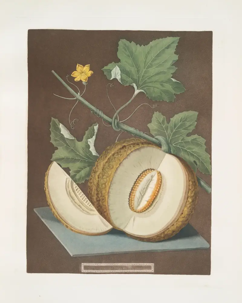 Grönt kött eller Candia-melon av George Brookshaw