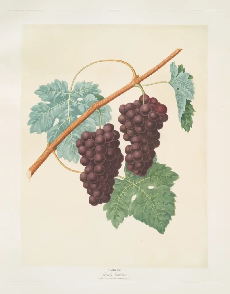 Grizzly frontiniac grape. av George Brookshaw