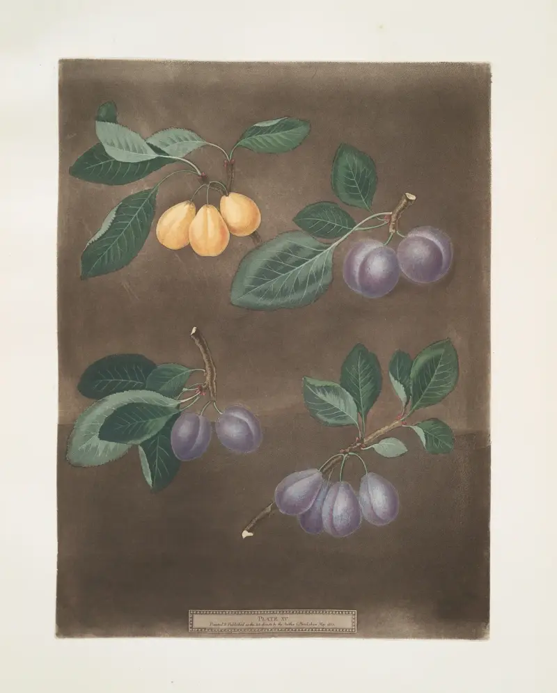 Jean Hative, Morocco, Precos de Tour and the Purple Hative plums. av George Brookshaw