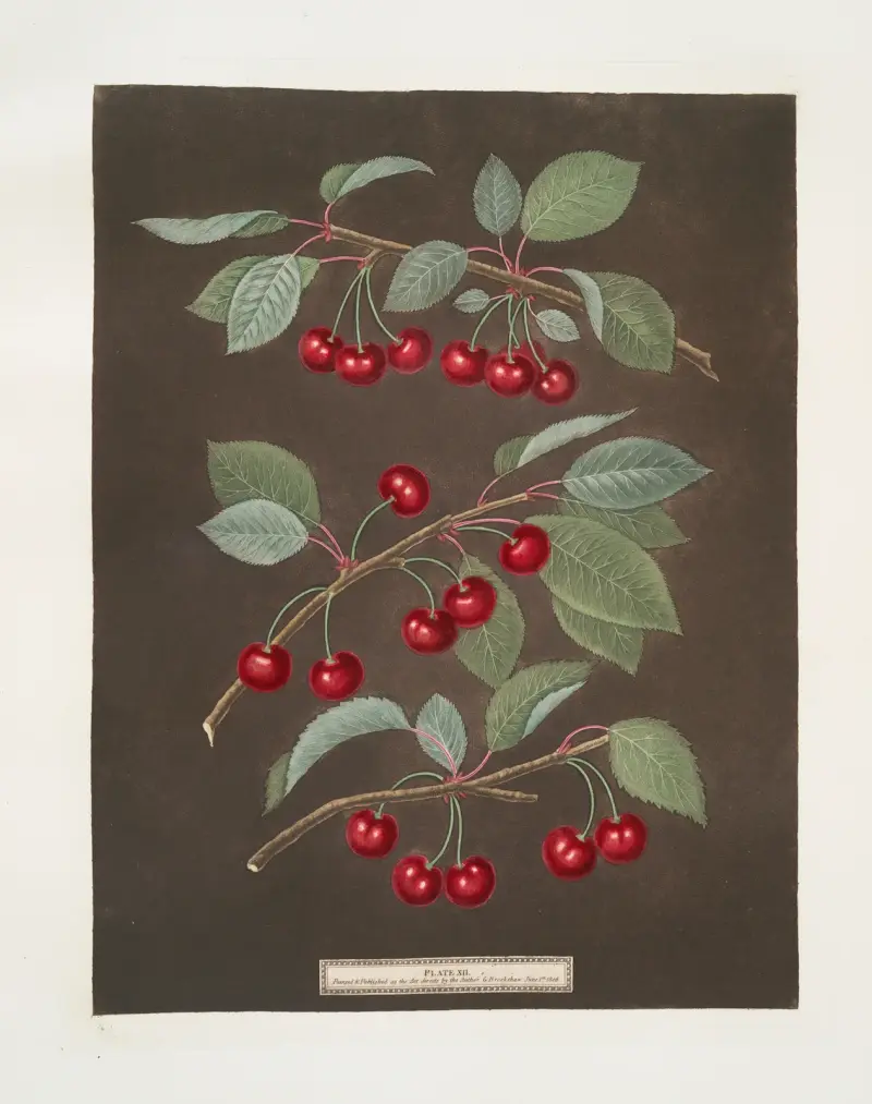 Kentska eller flamländska äpplen och nejlikor av George Brookshaw