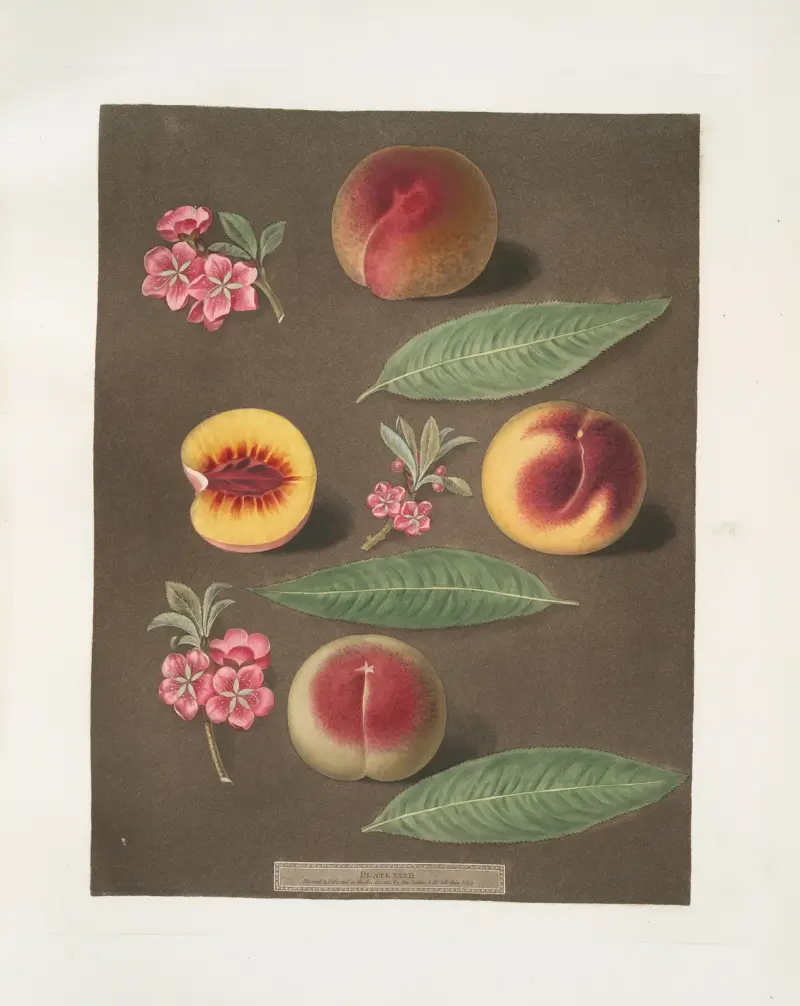 Marlborough, Rumbullion, and the Double mountain peaches. av George Brookshaw
