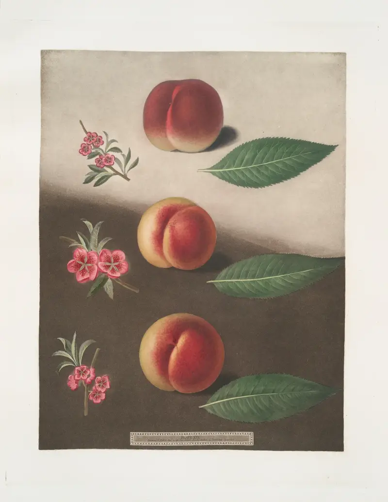 Millet’s minion, Super royal and the Double swalsh peaches. av George Brookshaw
