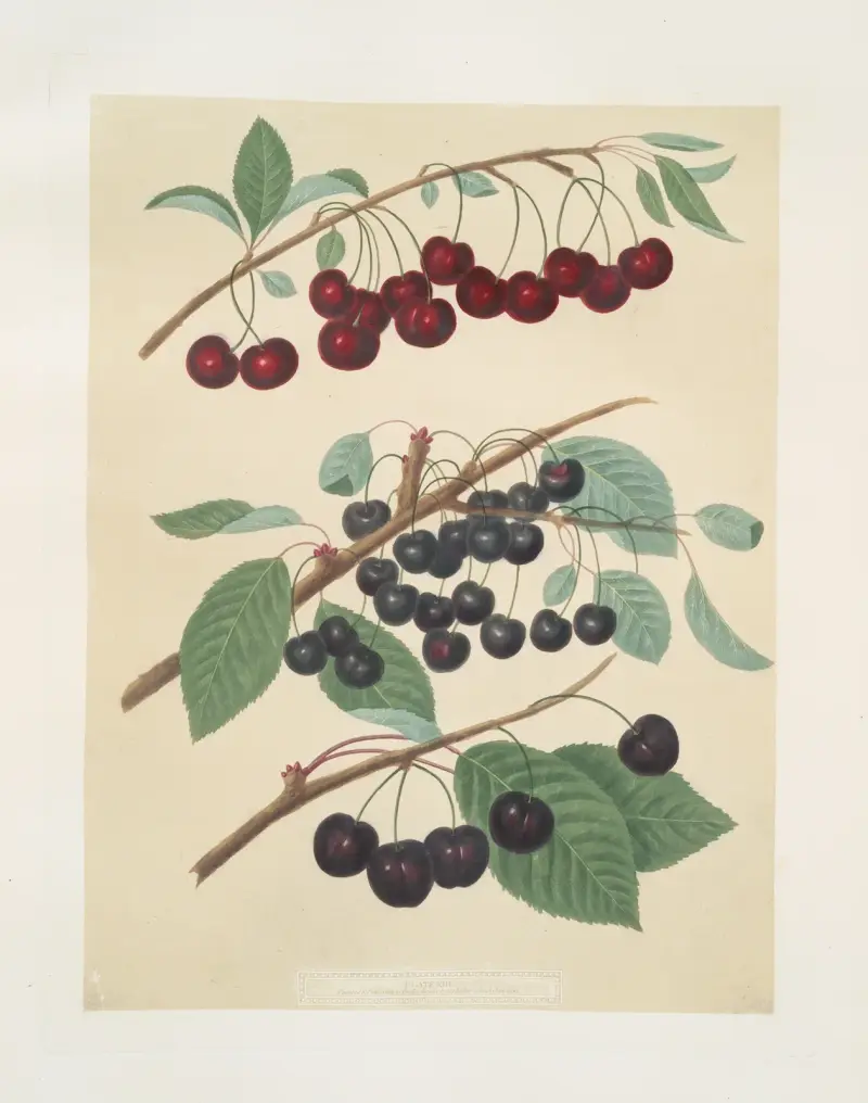 Morella, Caroon and and the Cherry introduced by Mr. Reynolds of Brentford. av George Brookshaw