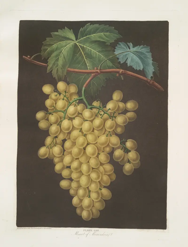 Muscat of Alexandria (grapes). av George Brookshaw