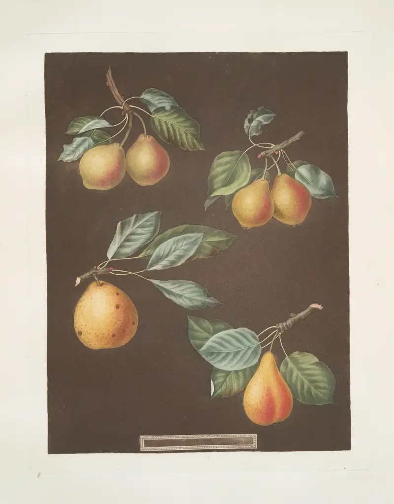 Birnen (Sorten: Valley, Petit Russelet, Doyenne, Saint Michael, Russselet de Rheims und Gross Russelet), 1812 – Nr. 2 von George Brookshaw