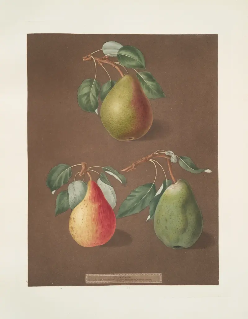 Hrušky (Brown beurree, Golden beurree a odrůdy Colmar), 1812 – Nr. 3, George Brookshaw