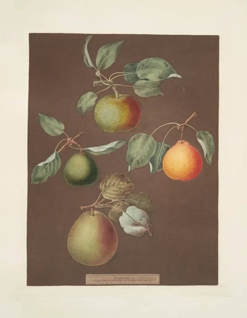 Birnen (Michaelmas oder Autumn Bergamot, Summer, Orange und Gansell’s Bergamots), 1812 – Nr. 5 von George Brookshaw