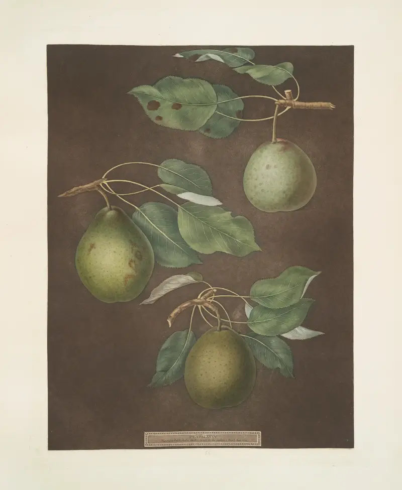 Hrušky (odrůdy Cressan, Tarlington a Aster bergamott), 1812 – Nr. 6, George Brookshaw